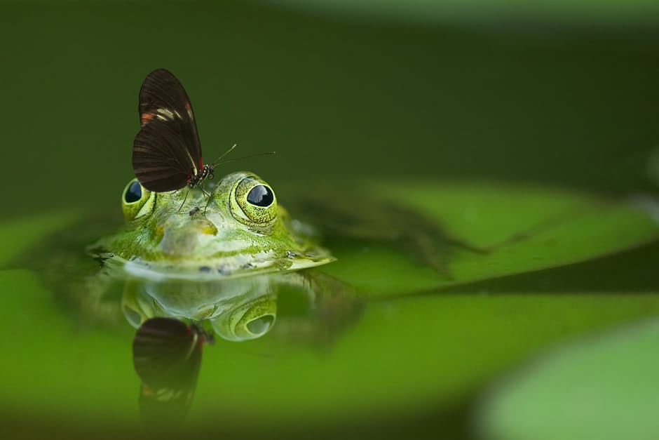 frog-butterfly-pond-mirroring-45863
